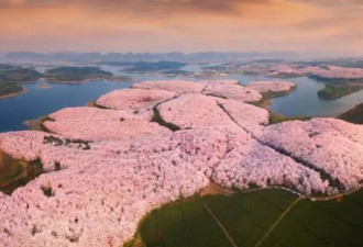 全球最大樱花基地在中国 这场花事惊艳世界