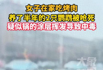 女子在家吃烤肉 2只鹦鹉因此死亡