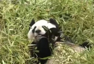 雌性大熊猫优优 抢救无效死亡 1998年出生
