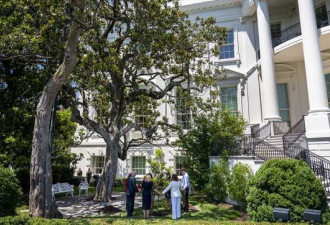 白宫"迎宾树"将被砍 系第7任总统为纪念亡妻而种