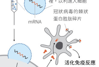 研究发现mRNA疫苗会对免疫系统留下持久的印记
