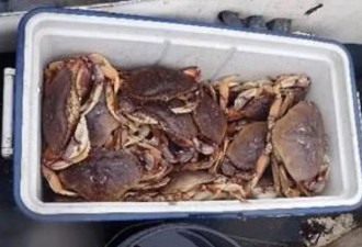 BC省列治文大妈挖生蚝被罚$5000+禁渔1年