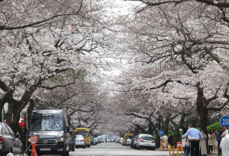 韩国釜山樱花盛放 与春日来一场粉色邂逅之旅