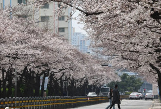 韩国釜山樱花盛放 与春日来一场粉色邂逅之旅
