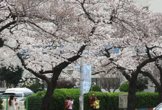 韩国釜山樱花盛放 与春日来一场粉色邂逅之旅