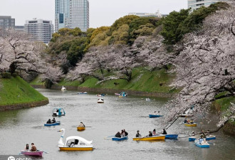 日本东京樱花盛放 民众聚集护城河附近赏花