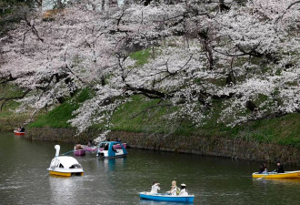 日本东京樱花盛放 民众聚集护城河附近赏花