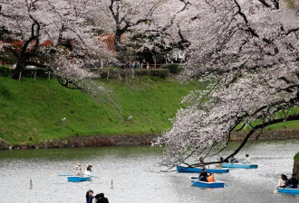 日本东京樱花盛放 民众聚集护城河附近赏花