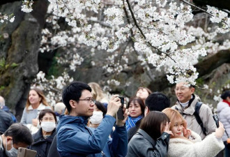日本东京樱花盛放 民众聚集护城河附近赏花