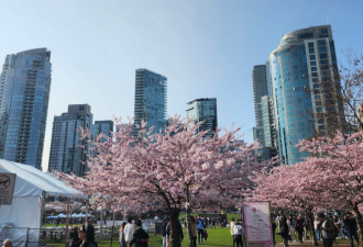 实拍温村这赏樱公园 上百棵樱花盛开人潮汹涌