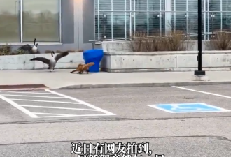 多伦多街头惊人一幕：加拿大鹅大战小狐狸！