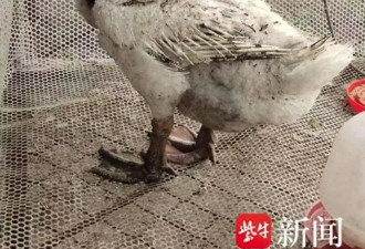 身上多处被烤熟的鹅已能进食 “鹅坚强”正慢慢恢复