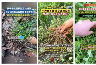 必看！春季野菜遍地 哪些暗藏“致命危机”？