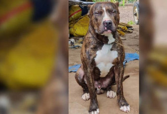 斗牛犬牺牲自己救主 斗3.6米眼镜蛇同归于尽