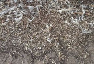 地膜污染农田，主管部门荒唐“斗法”