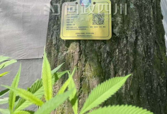 四川250年古树被砍成“秃头”!当地林业局已立案