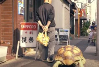 72岁日本老爷带巨龟上街散步 像极了吉卜力电影