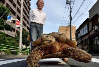 72岁日本老爷带巨龟上街散步 像极了吉卜力电影