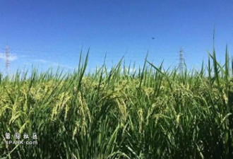 全球医学界震动:中国用大米成功造出血清