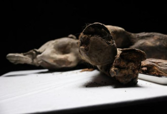 俄发现13万年前猛犸象幼崽 保存程度令人惊叹