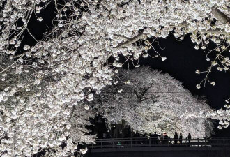 一年就这一晚！东京调布野川夜樱 梦幻破表