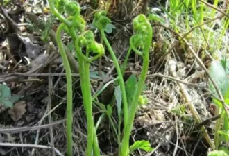 孕妇信偏方拔“坟头草”煮水喝,结果母子命悬一线