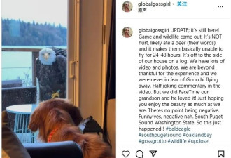 白头鹰落门口 盯全家人一天 惊吓后发现无语真相