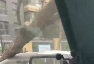 河南大风肆虐：商店冰柜凌晨被吹走,落地窗被刮走
