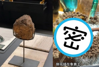 花近4000元啃树叶尝大象粪便 上海一餐厅走红