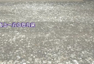 郑州闹市“天屎之路”引争论：该迁走还是再忍忍?