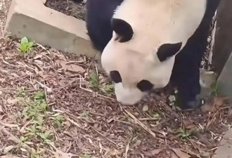 打针打瘸大熊猫一条腿?动物园:确有扎错神经可能