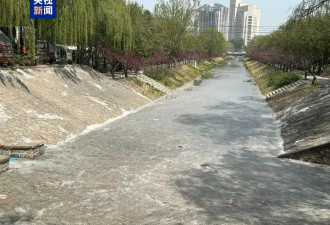 北京大风吹走的飞絮今天又来了