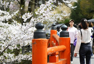 日本奈良县吉野山樱花盛放 吸引民众游玩