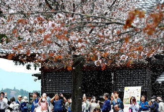 日本奈良县吉野山樱花盛放 吸引民众游玩