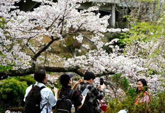 日本奈良县吉野山樱花盛放 吸引民众游玩