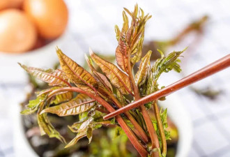 春食野菜正当时 看看你吃对了吗