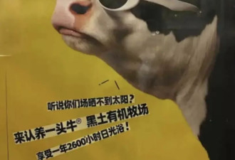 认养一头牛广告被质疑讽刺打工人，公司回应