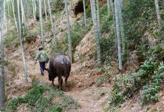 哈佛中国留学生遭遣返，经历小黑屋至暗20小时