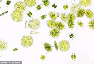 人类不孤独？科学家在外星捕捉到关键生物信号