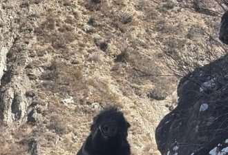 野猪破坏村民庄稼，护农队猎杀后肩扛下山....