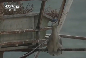 “天屎之路”引热议，除了让居民多几分理解....