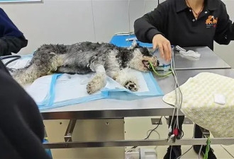 多只宠物犬随主人逛公园中毒死亡，网友:牵好狗绳