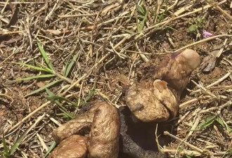 多只宠物犬随主人逛公园中毒死亡，网友:牵好狗绳