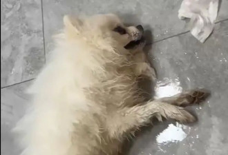 多只宠物犬随主人逛公园中毒死亡，网友:牵好狗绳