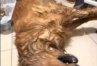 多只宠物犬随主人逛公园中毒死亡，网友:牵好狗绳