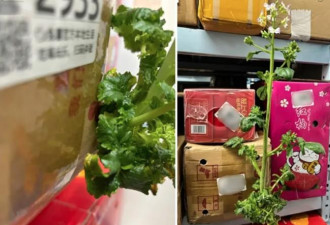快递包裹太久没拿，竟然开花了…网友笑翻