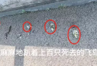 30多只国家二级保护鸟类撞死在高速围挡上？