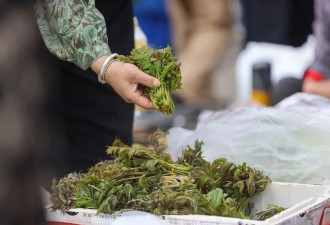 江浙沪最流行的City Dig，早被河南玩明白了