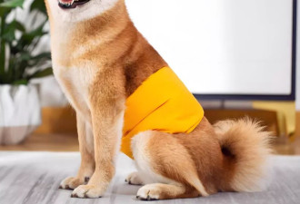 没钱养老的年轻人，却正给老龄犬狂买尿不湿？