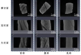 “海底大肥猪”三文鱼，到底有多油
